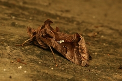 Plusiopalpa adrasta