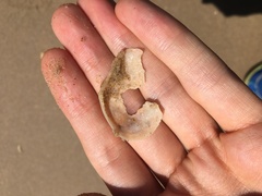 Macomona deltoidalis