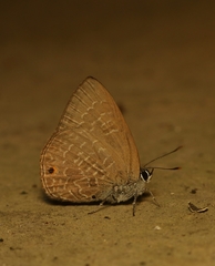 Anthene emolus emolus