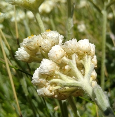 Helichrysum diffusum