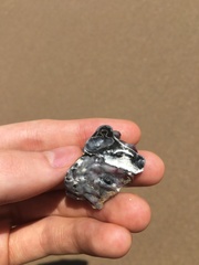 Saccostrea glomerata