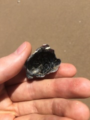 Saccostrea glomerata