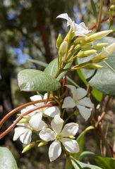 Billardiera floribunda