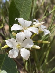 Billardiera floribunda