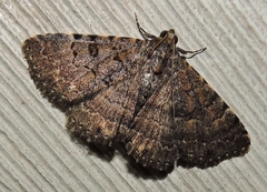 Diatenes aglossoides