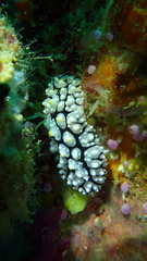 Phyllidia elegans