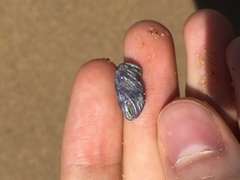 Austrobalanus imperator