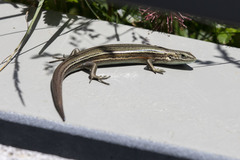 Pseudemoia pagenstecheri