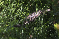 Pseudemoia pagenstecheri