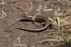 Pseudemoia pagenstecheri
