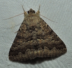 Eudesmeola lawsoni