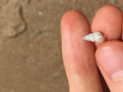 Leiopyrga lineolaris