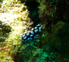 Phyllidiella pustulosa