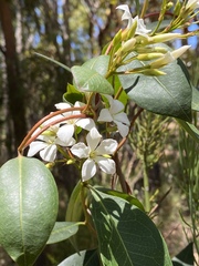 Billardiera floribunda