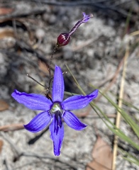 Agrostocrinum scabrum