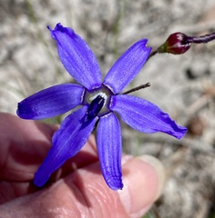 Agrostocrinum scabrum