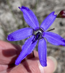 Agrostocrinum scabrum