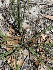 Agrostocrinum scabrum