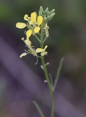 Erysimum canescens