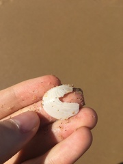 Macomona deltoidalis