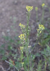 Erysimum canescens