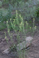 Erysimum canescens