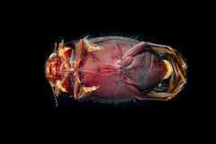 Exocelina interrupta