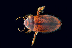 Exocelina interrupta
