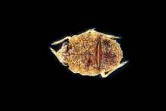 Ochterus