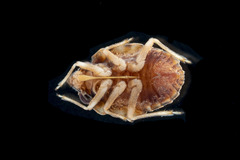Ochterus