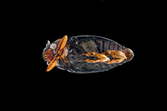 Gyrinus convexiusculus