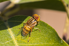 Eristalinus