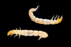 Ecnomidae