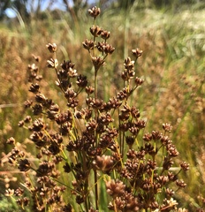 Juncus oxycarpus