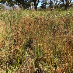 Juncus oxycarpus
