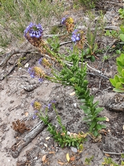 Lobelia valida