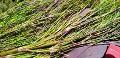 Restio quadratus