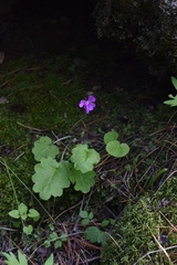 Primula cortusoides