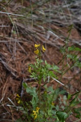 Corydalis sibirica