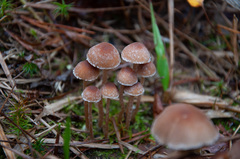 Psathyrella obtusata