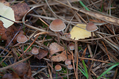 Psathyrella obtusata