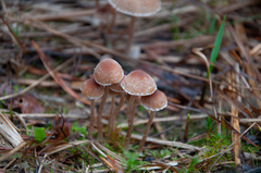 Psathyrella obtusata