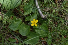 Caltha palustris palustris