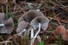 Psathyrella obtusata