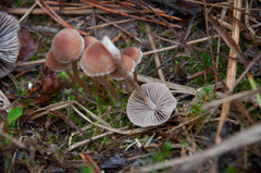 Psathyrella obtusata