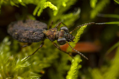 Scopodes