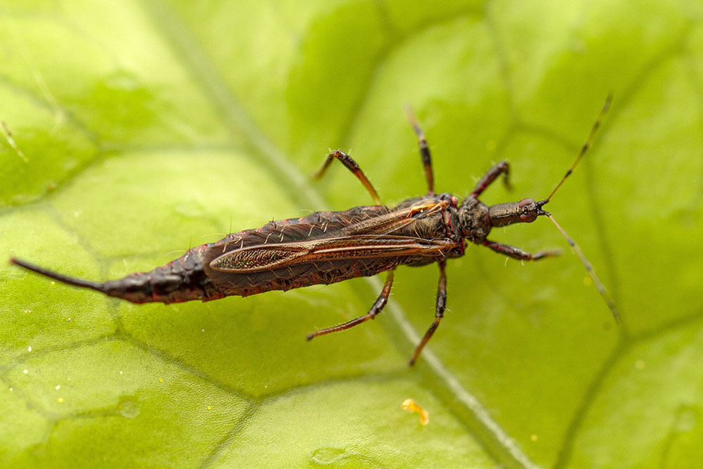 Idolothrips