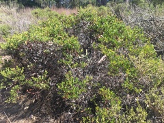 Arctostaphylos densiflora