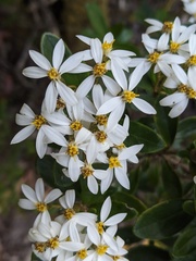 Olearia persoonioides