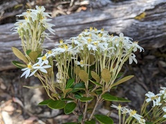 Olearia persoonioides